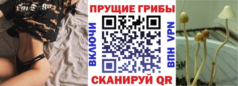 Галлюциногенные грибы Psilocybe  Дюртюли 